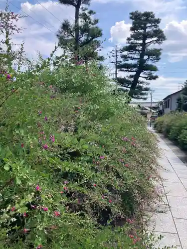 圓光禅寺（円光寺）の自然