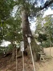 側高神社の自然