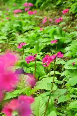 高龍神社(新潟県)