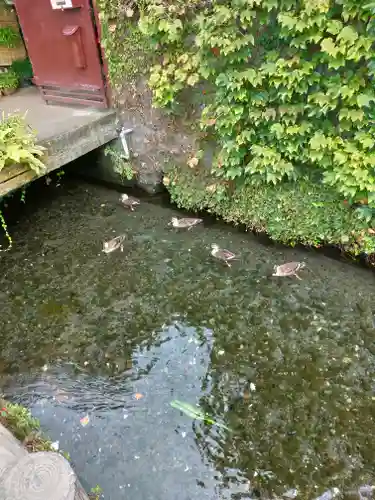 三嶋大社の動物