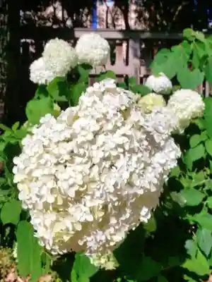 熊野神社(東京都)