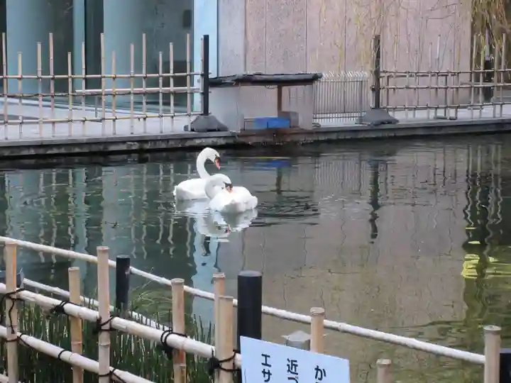 頂法寺(六角堂)の動物