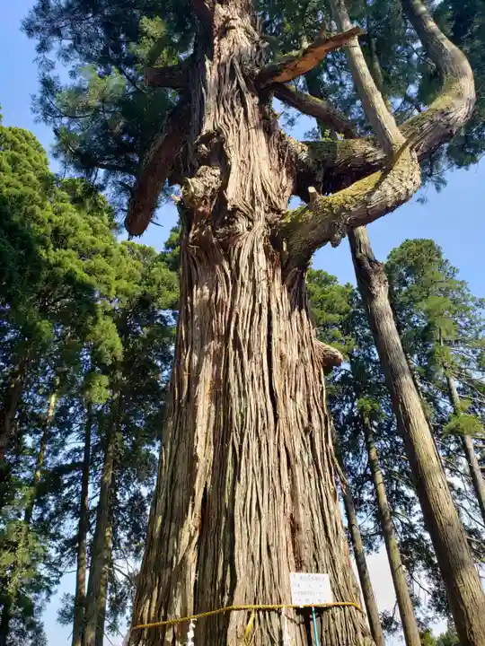 頭川神社の自然