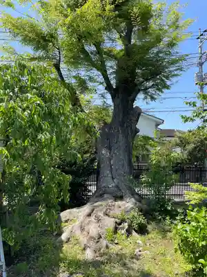 日野八坂神社(東京都)