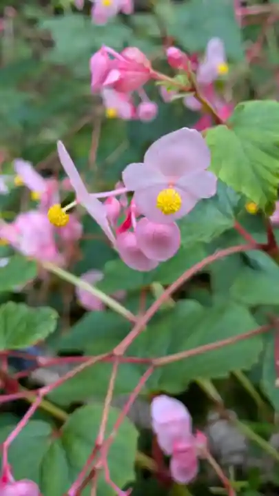 三千院門跡(京都府)