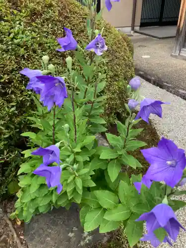 新德禅寺 (新徳寺)(京都府)