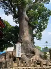 剣柄稲荷神社の自然