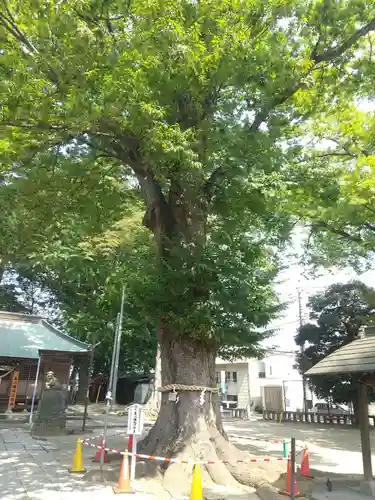 東八幡神社(埼玉県)