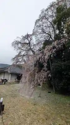 醍醐寺(京都府)
