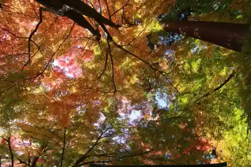 鎌足神社の自然