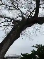 五字神社の{uncategorized: "未分類", other: "その他", undefined: "問題あり", building: "その他建物", grave: "お墓", sacred_gate: "鳥居", guardian: "狛犬", statue: "像", buddha: "仏像", history: "歴史", nature: "自然", garden: "庭園", animal: "動物", pagoda: "塔", temizu: "手水舎", mountain_gate: "山門・神門", sanctuary: "本殿・本堂", subordinate: "末社・摂社", art: "芸術", scenery: "景色", jizo: "地蔵", ema: "絵馬", goshuin: "御朱印", omikuji: "おみくじ", items: "授与品その他", amulet: "お守り", goshuincho: "御朱印帳", eats: "食事", festival: "お祭り", votive_dance: "神楽", shichigosan: "七五三参", wedding: "結婚式", experience: "体験その他", initially: "初詣", around: "周辺", anti_infection: "感染症対策"}