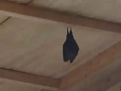 津島神社の動物