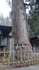 日枝神社の自然