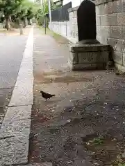 愛宕神社の動物