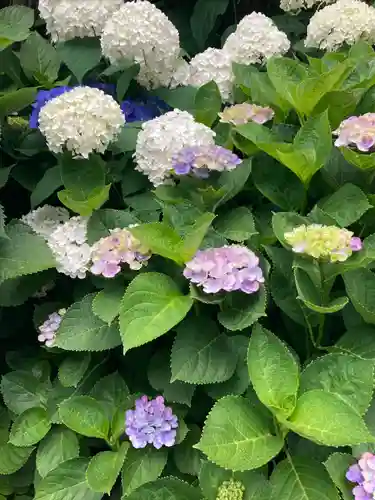 白山神社の自然