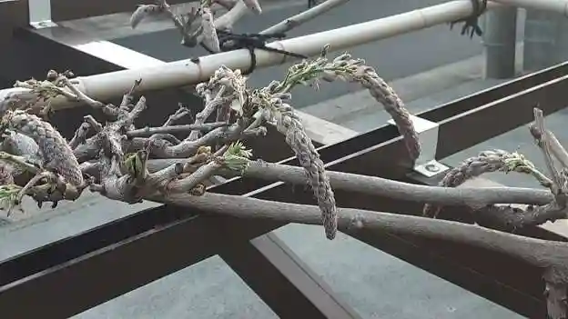 西方山極楽寺(岐阜県)