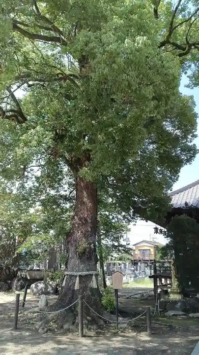 龍泉寺(足利厄除大師)(栃木県)