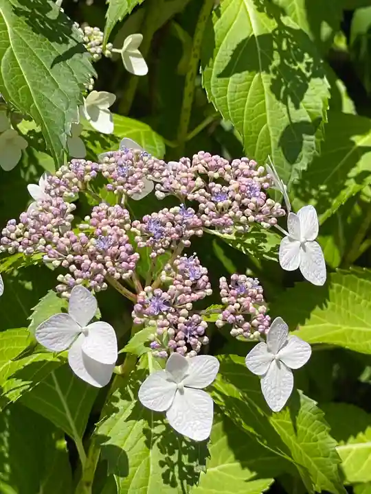 矢田寺(奈良県)