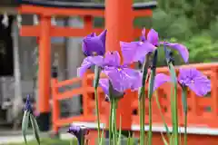 高山稲荷神社(青森県)