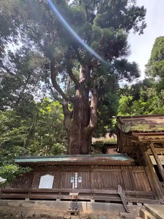 若狭姫神社(若狭彦神社下社)(福井県)