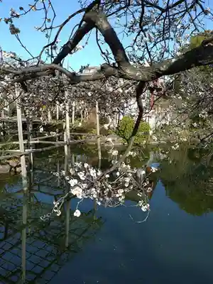 亀戸天神社(東京都)