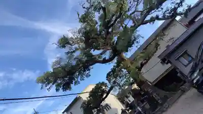 櫟谷七野神社(京都府)