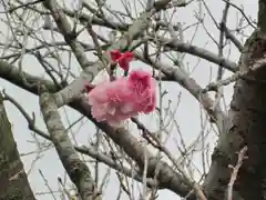 屋久島大社の自然