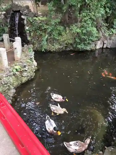 世田谷八幡宮の自然