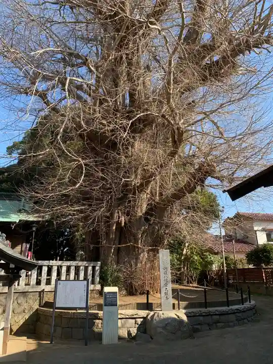 鶴嶺八幡宮の自然