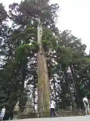 戸隠神社中社の自然