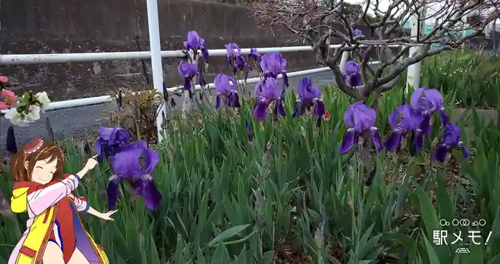 奥戸馬頭観音の自然