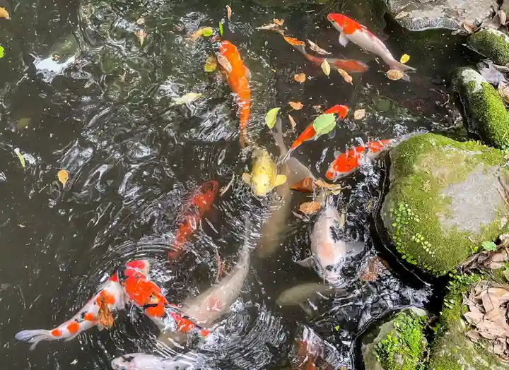 八幡朝見神社の動物