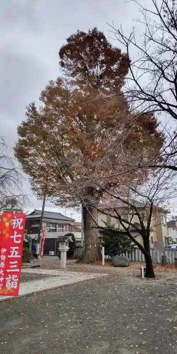 伊勢原大神宮の自然