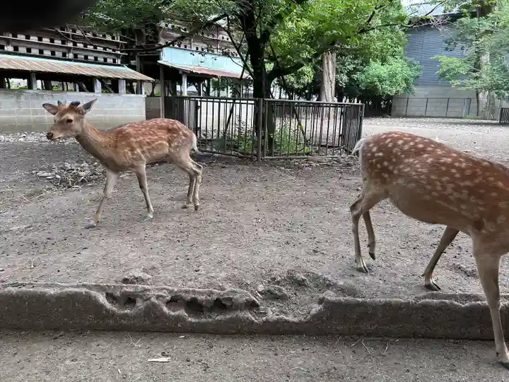 三嶋大社(静岡県)