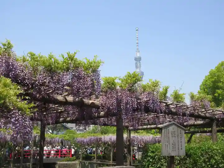 亀戸天神社の庭園