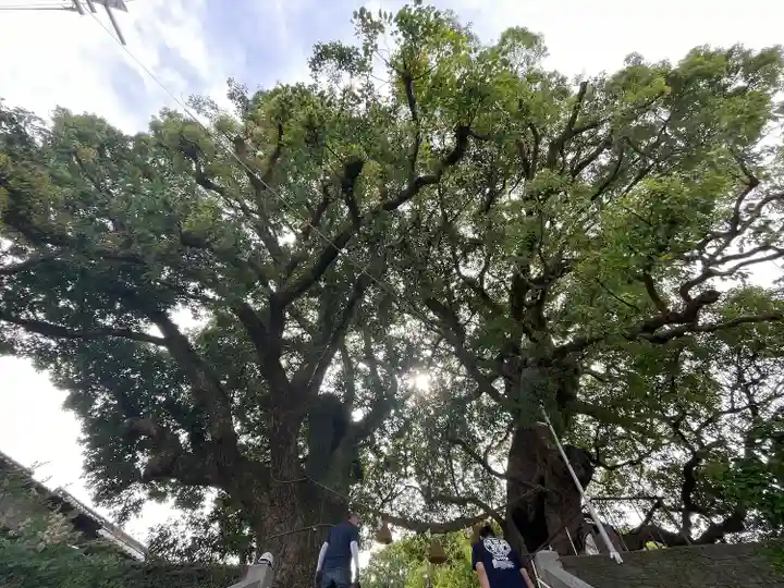 山王神社の自然