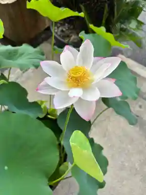 安用寺(愛知県)