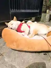 福島八幡宮の動物