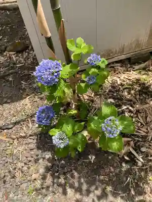 宇都宮稲荷神社（宇都宮辻幕府旧跡）の自然