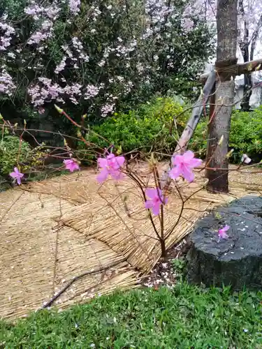 宝勝山　南藏院   蓮光寺の庭園