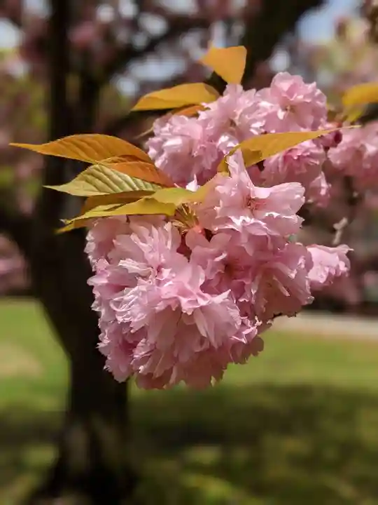 法乗院(深川閻魔堂)の自然