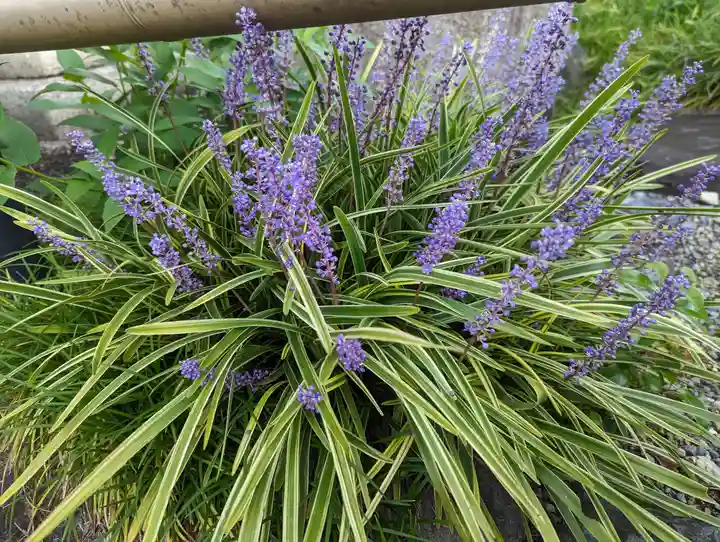 護国寺(山科檀林)(京都府)