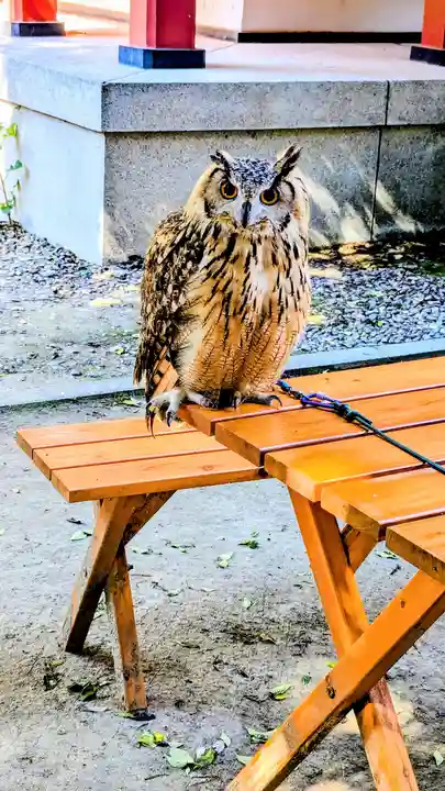 柏諏訪神社の動物