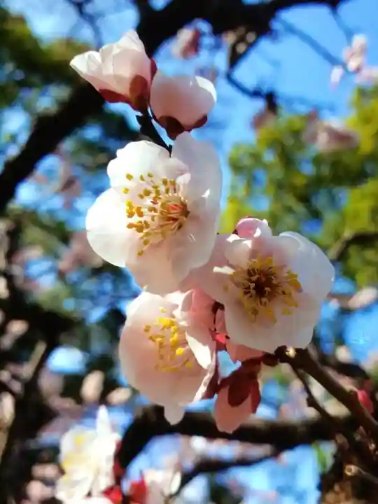 田端神社(東京都)