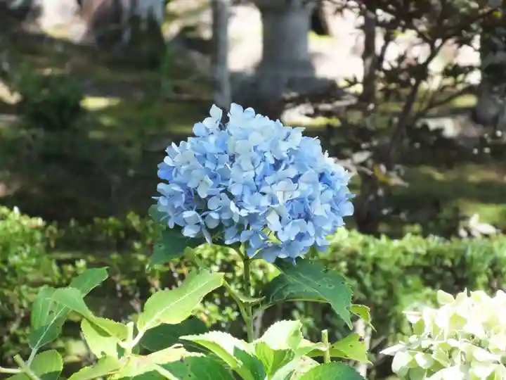 瓦屋寺(滋賀県)