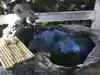 鵠沼伏見稲荷神社の手水舎
