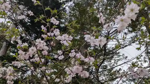 上川神社の自然
