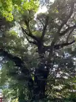 大國主神社の自然