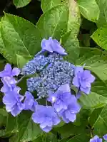 大山祇神社の自然