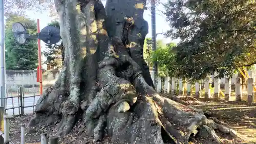 雀神社(茨城県)
